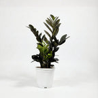 ZZ Plant - Black