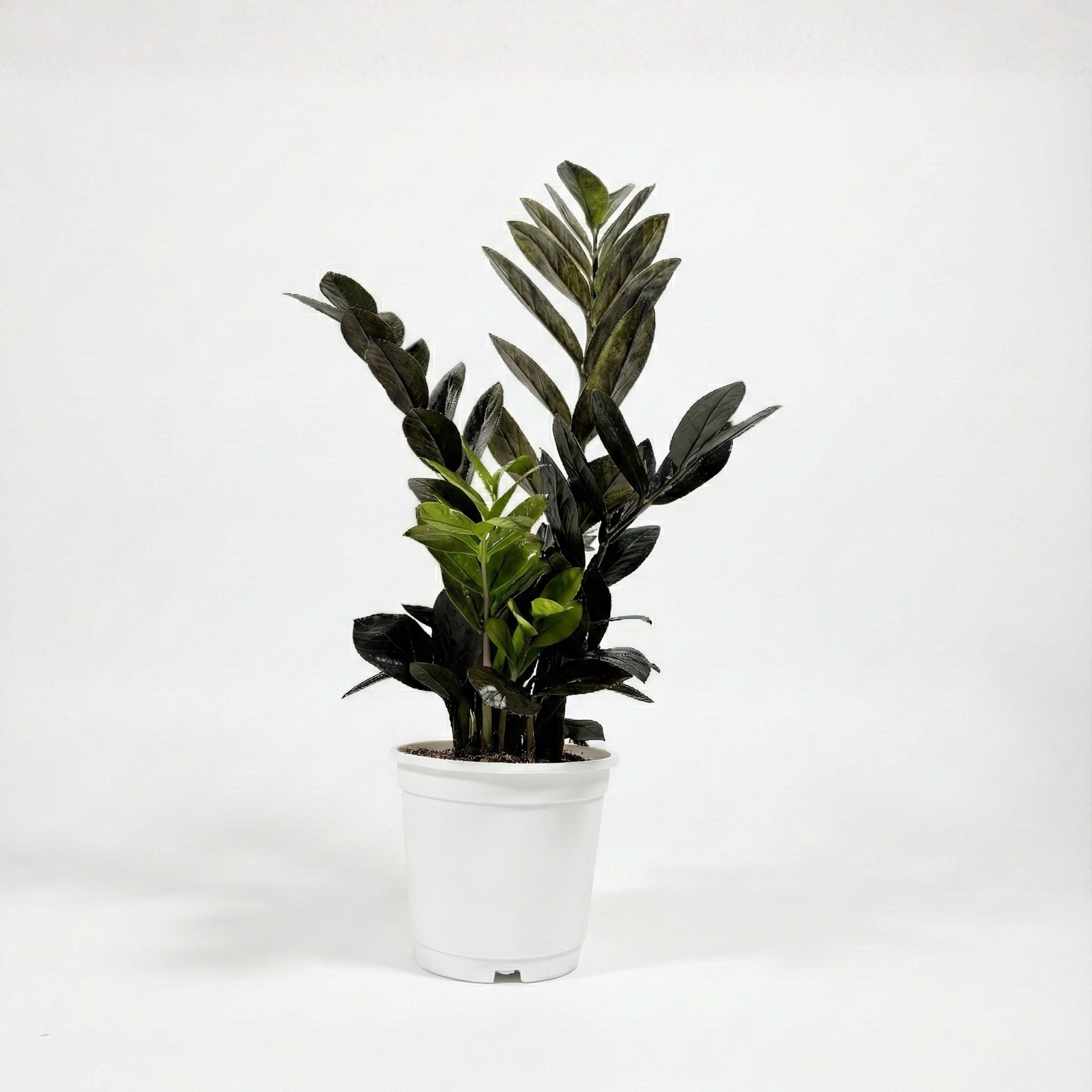 ZZ Plant - Black