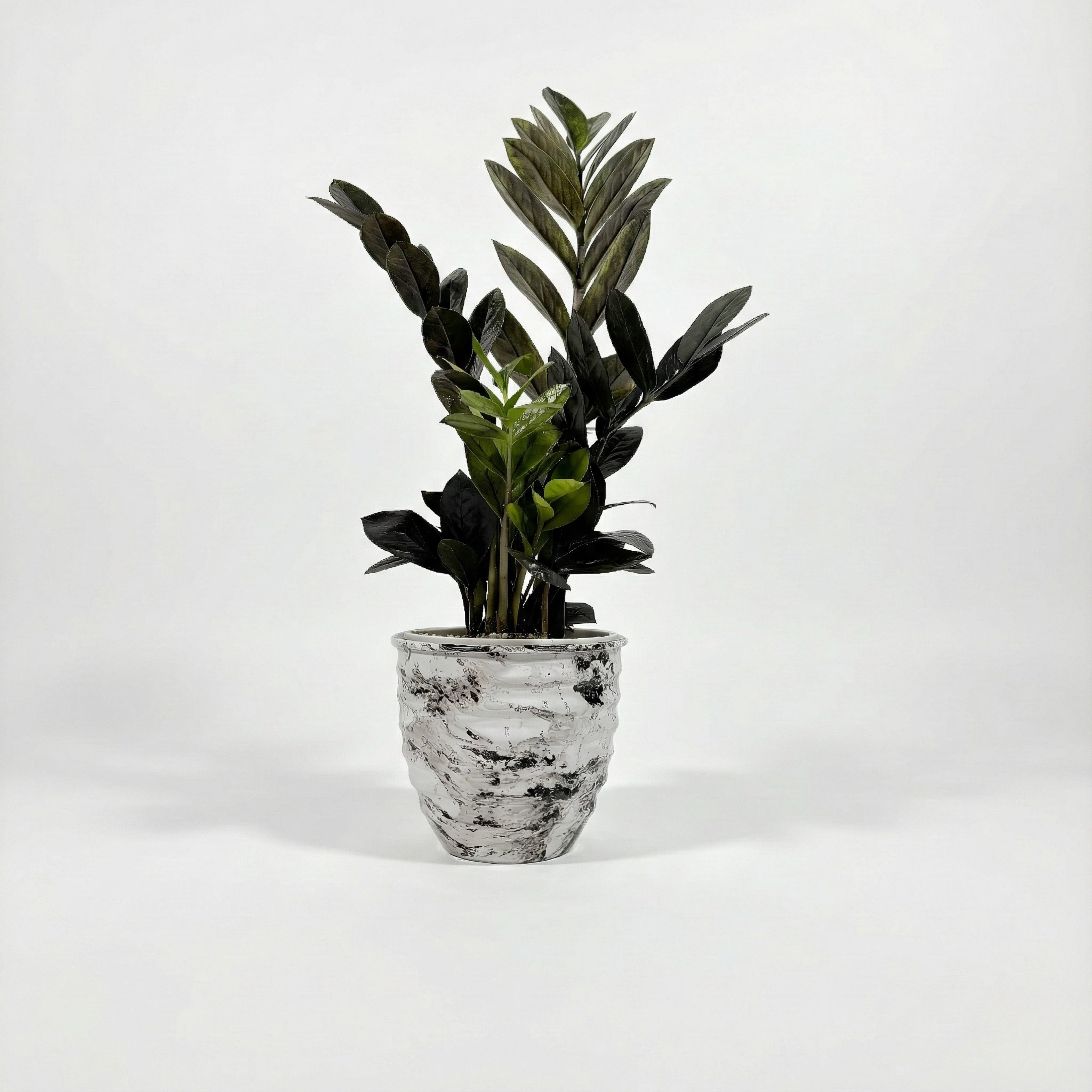 ZZ Plant - Black