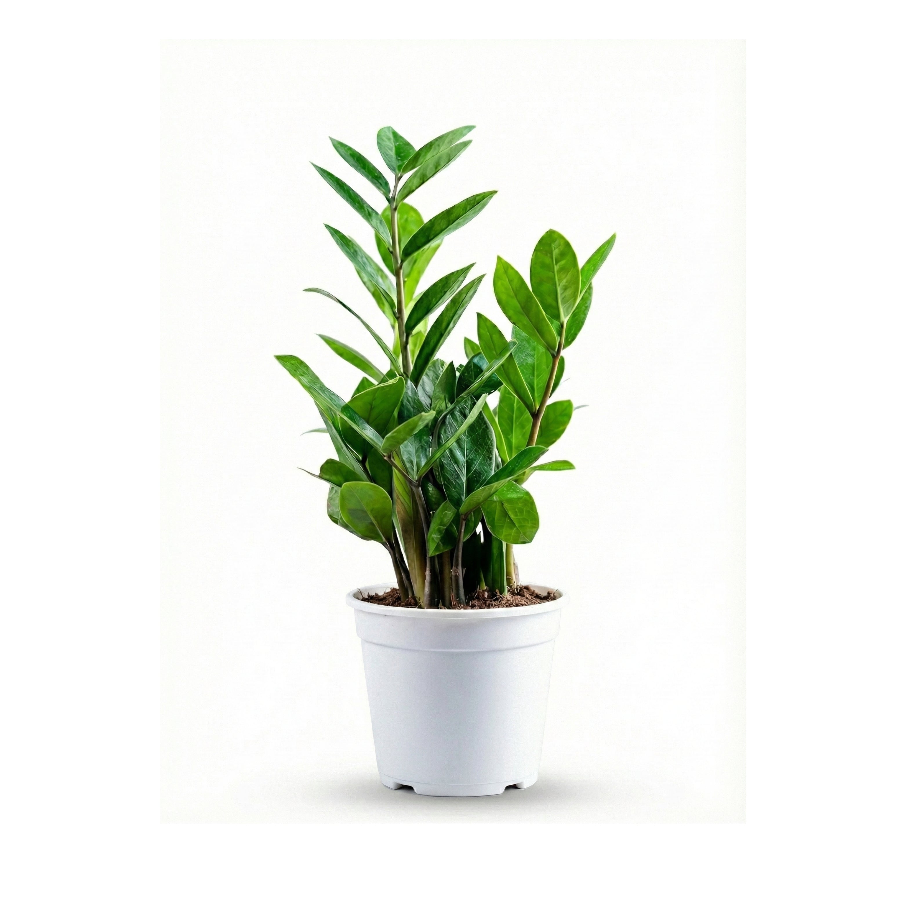 ZZ Plant Green