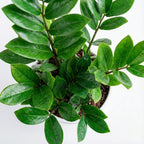 ZZ Plant Green