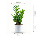 ZZ Plant Green